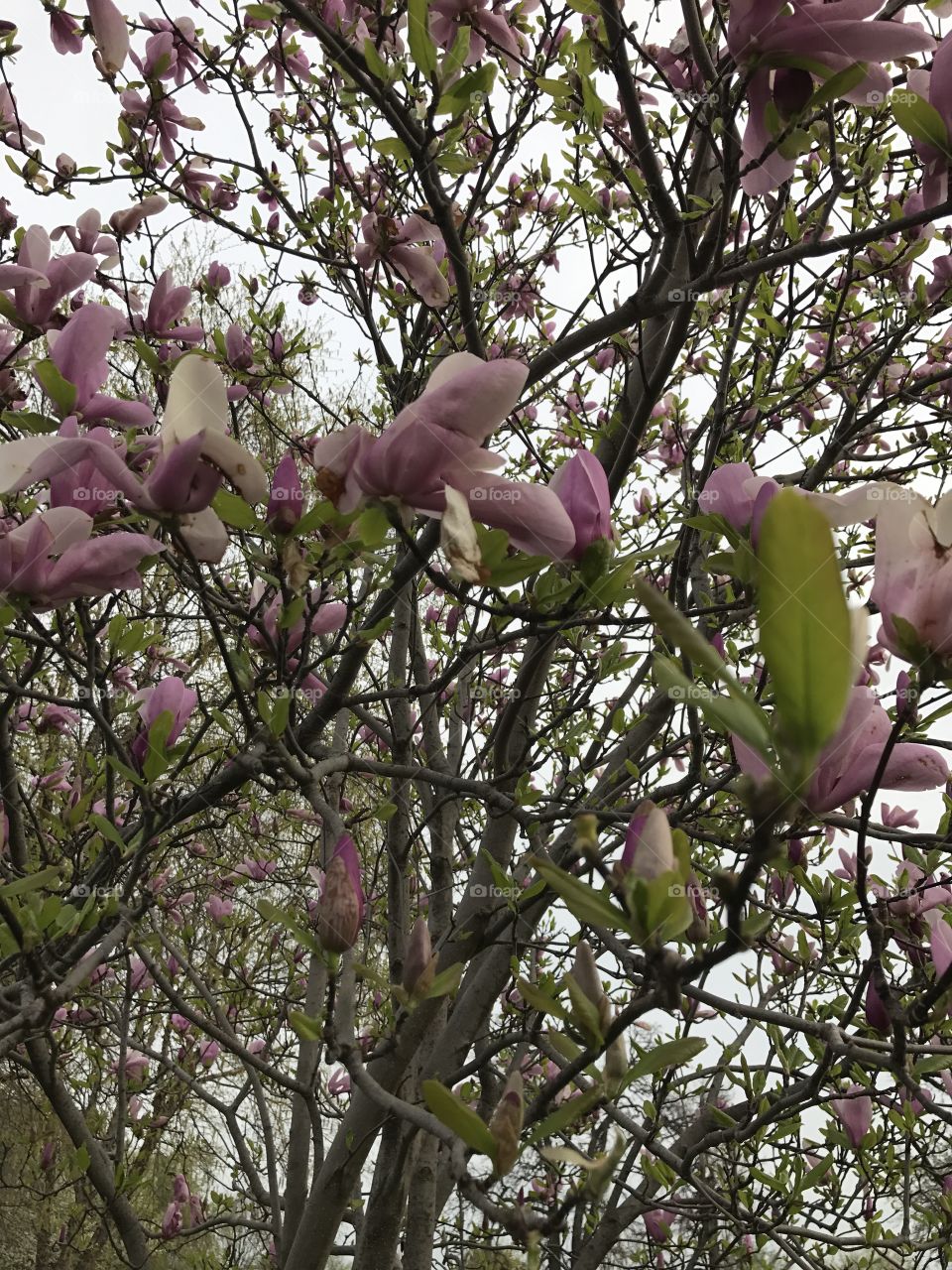 Pink blooms on a flowering tree
