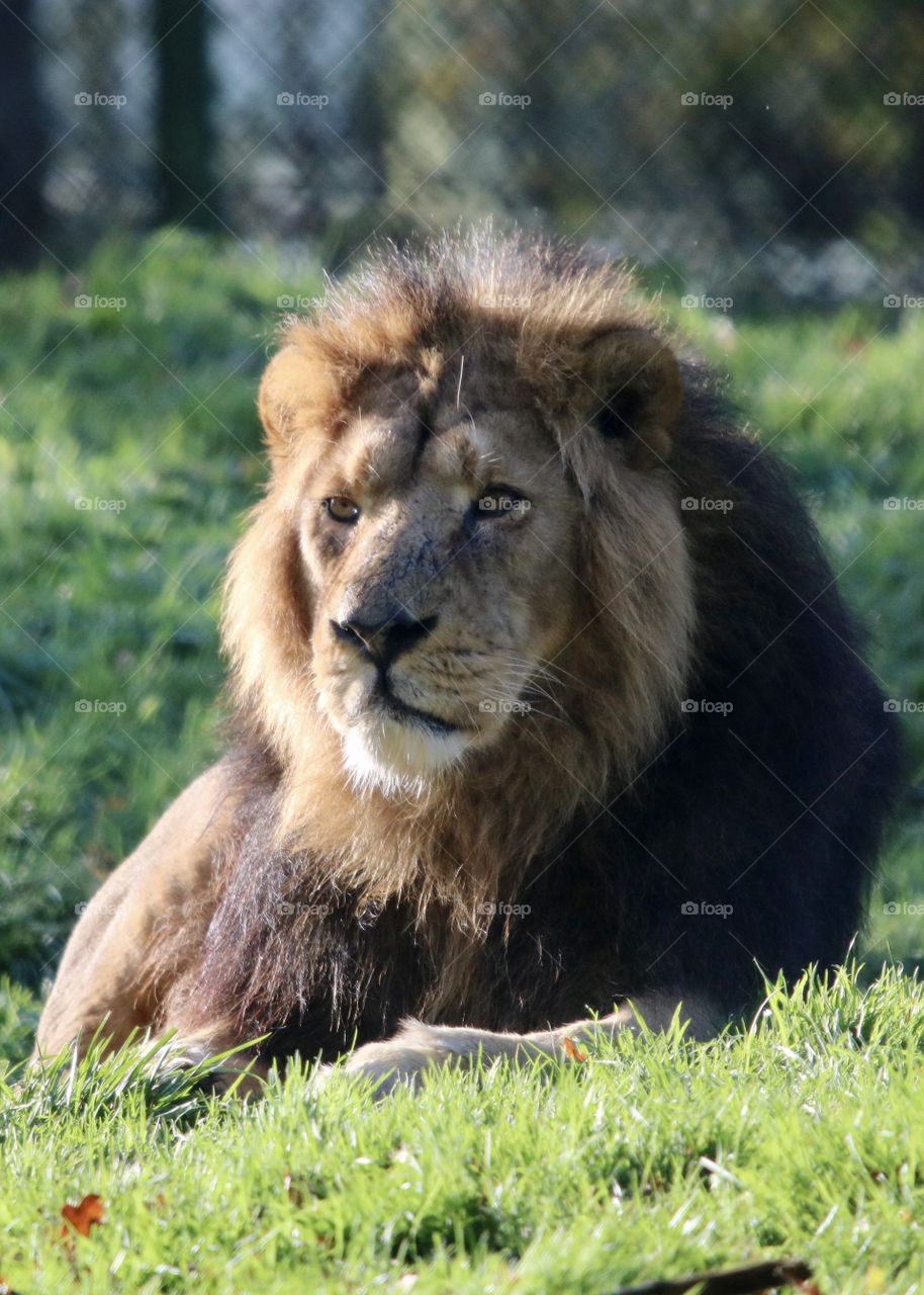 The king lion 