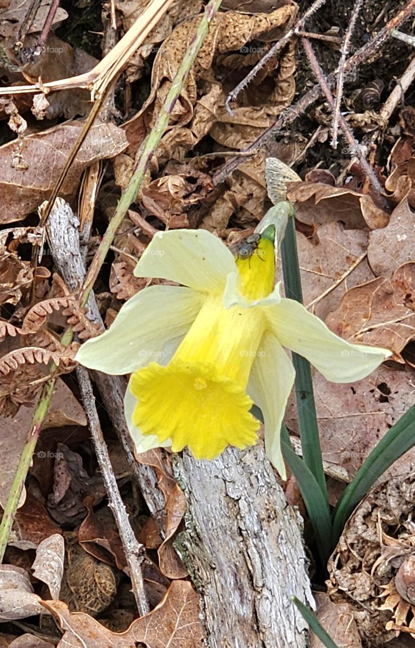 jonquille en Ariège
