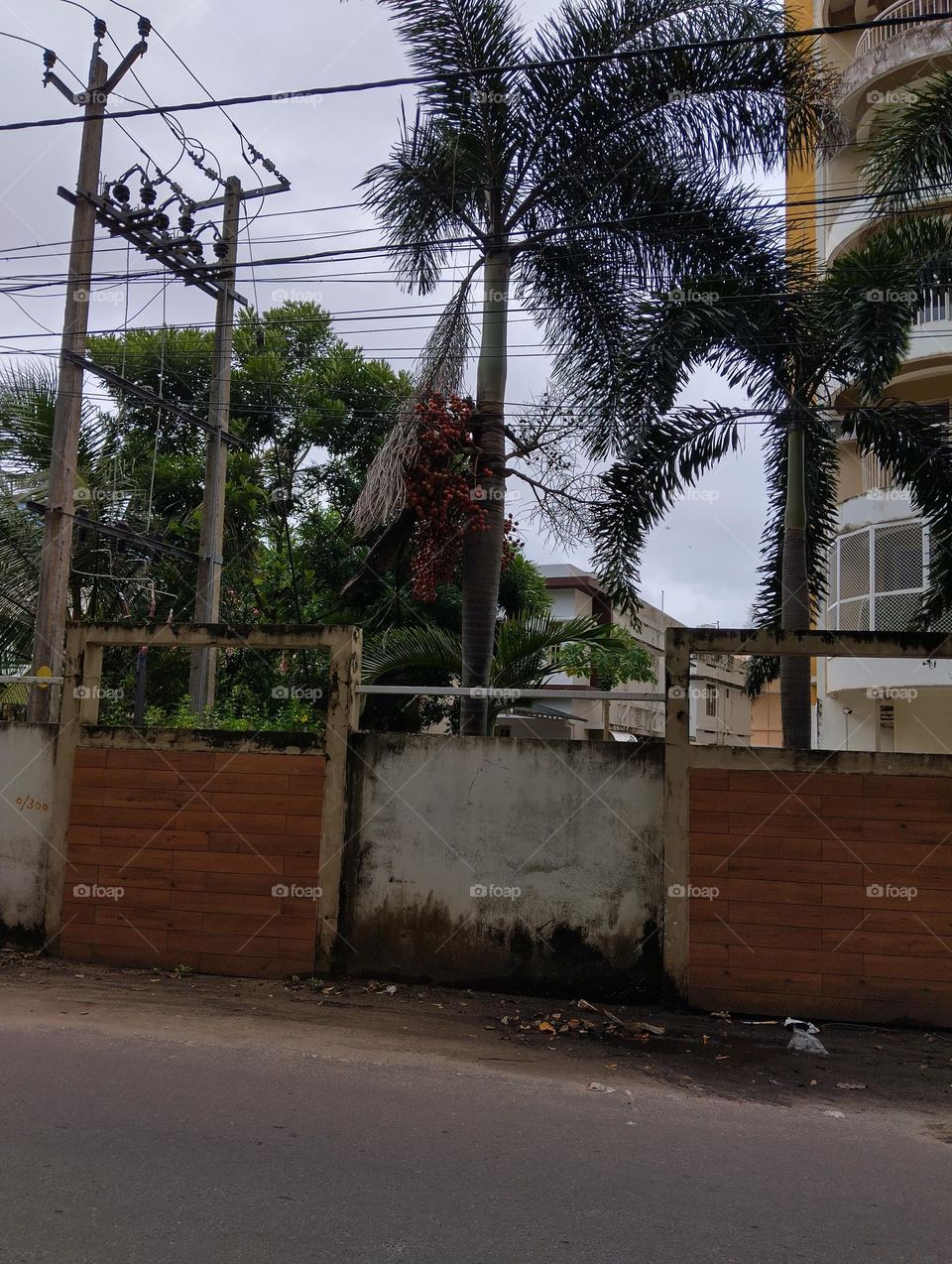 plants of shining vision.