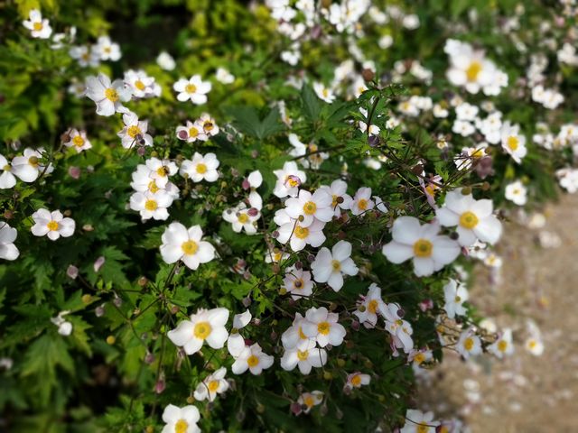 White fragaria