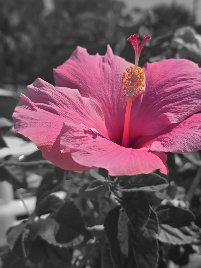 Pink Spring Flower