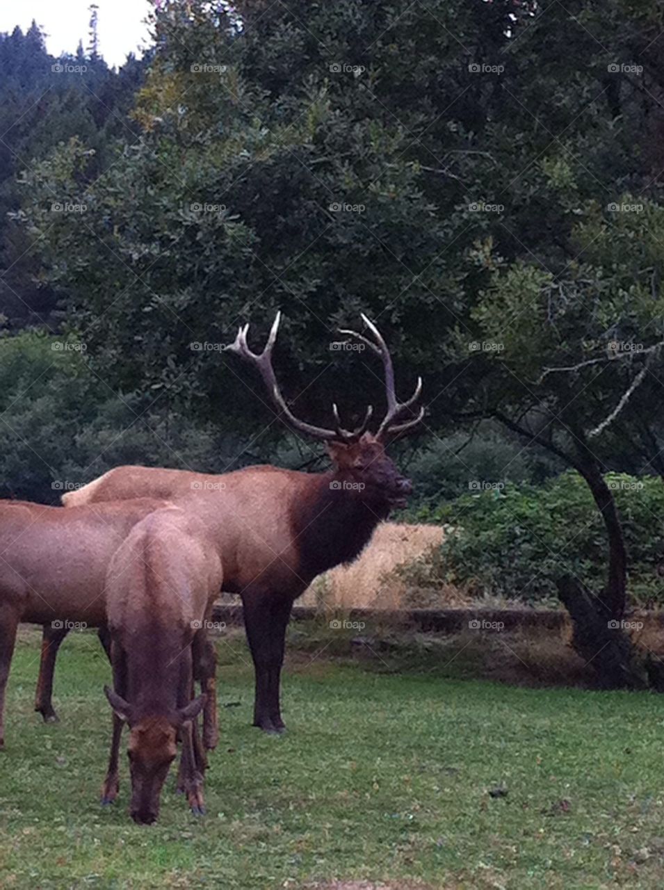 Elk