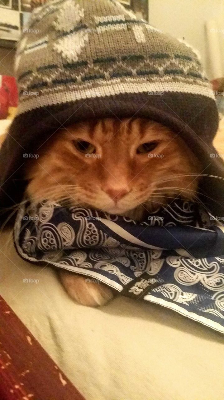 Orange long-haired cat with a tuque and a scarf