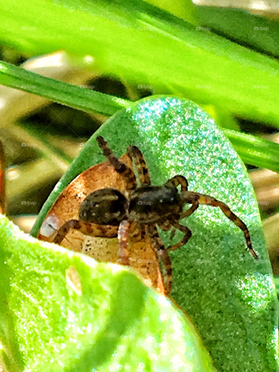 Spider close up 