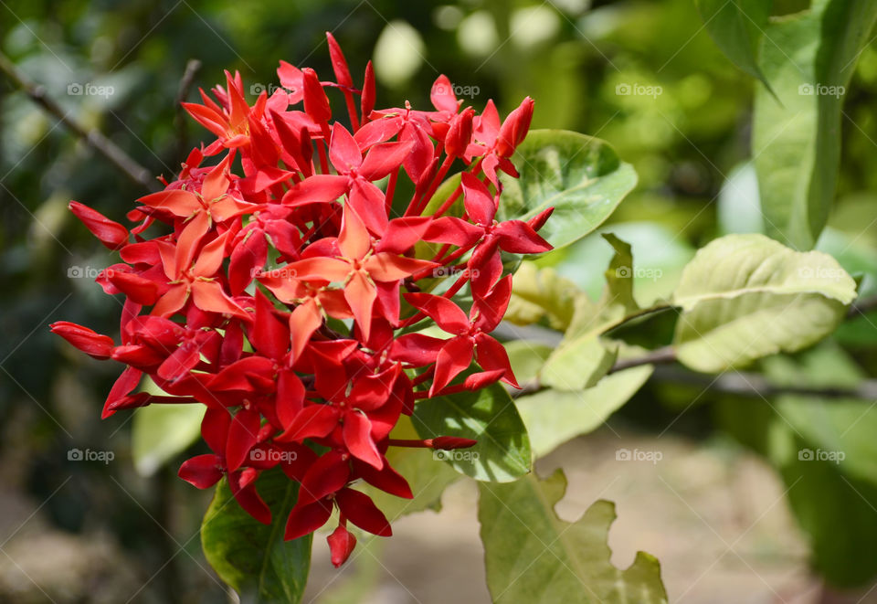 Nature, Flora, Leaf, Flower, Garden