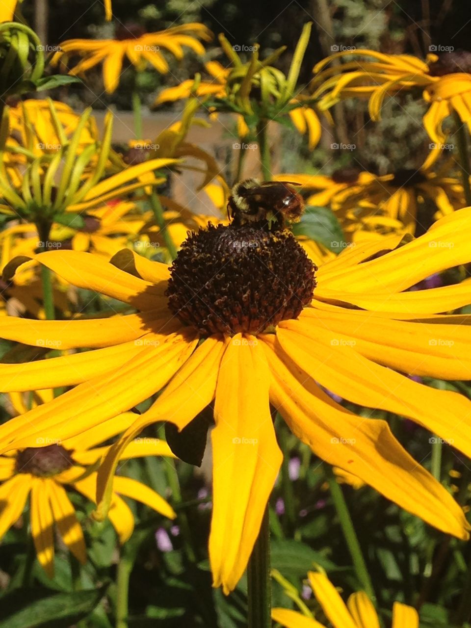 Bee on blackeye Susan 