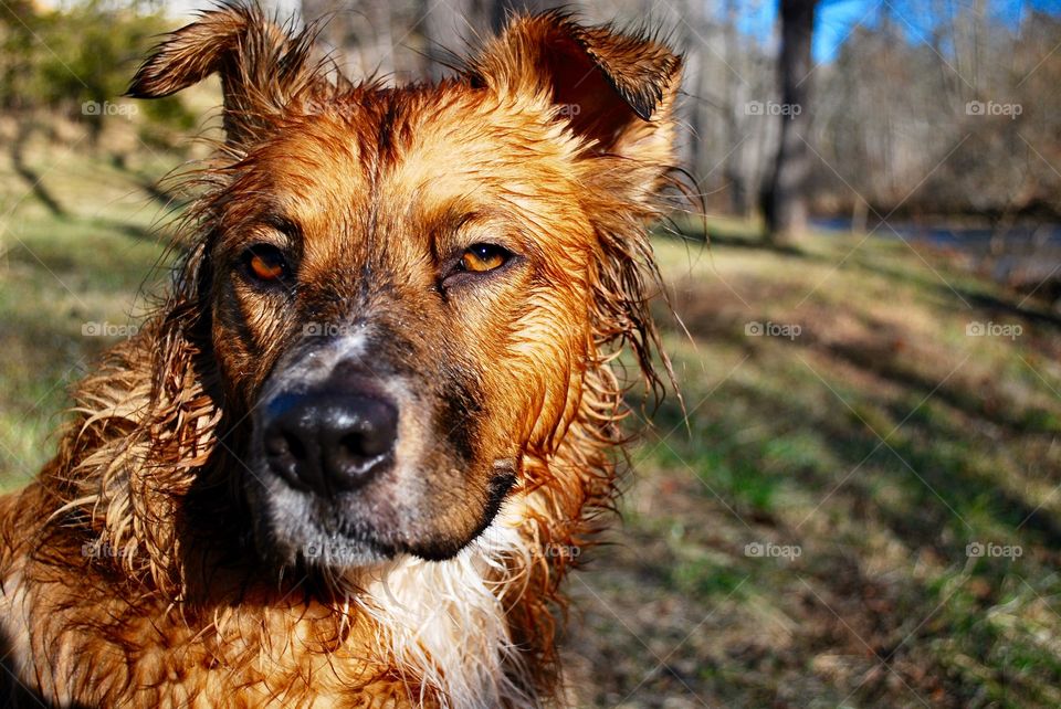 Close-up of a wet dog