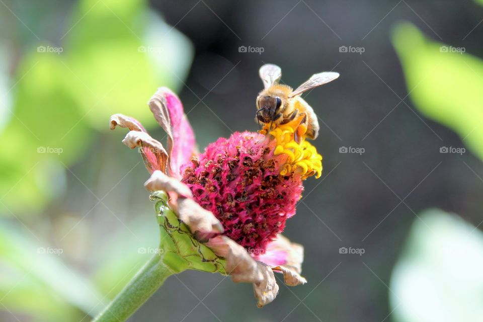 Bee pollination on flower