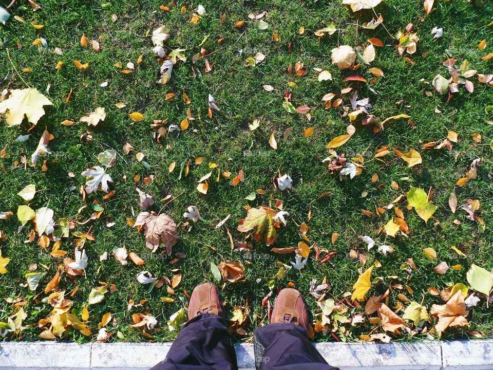 on the green grass with autumn leaves, autumn 2016