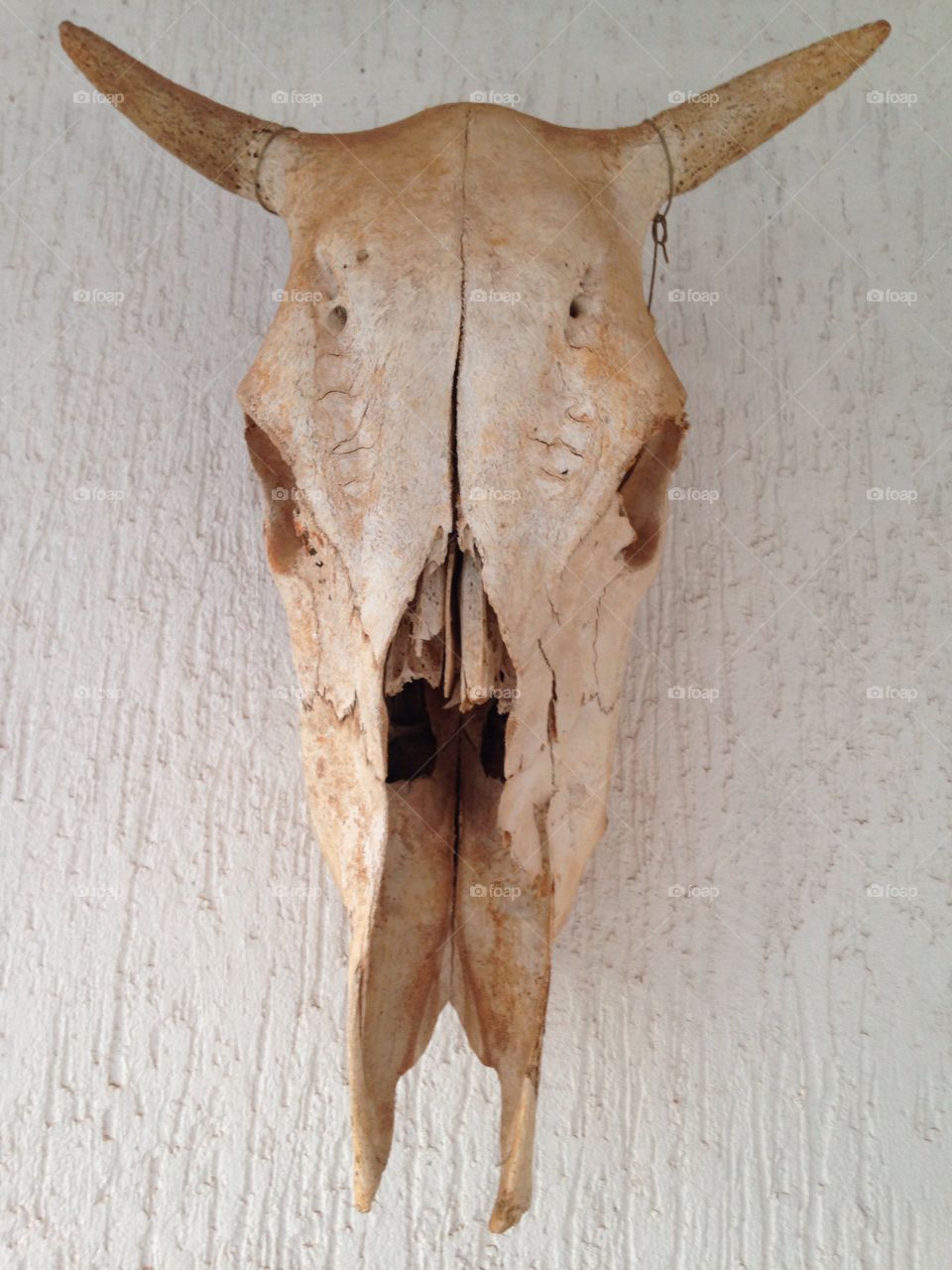 Close-up of animal's skull