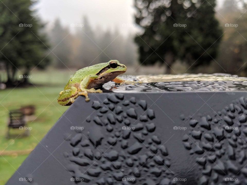 little green frog