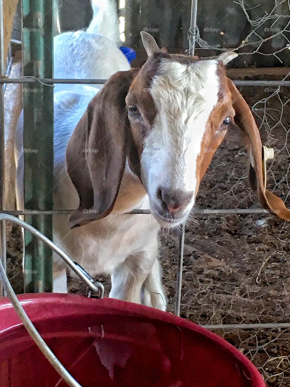 FFA boer goat. 