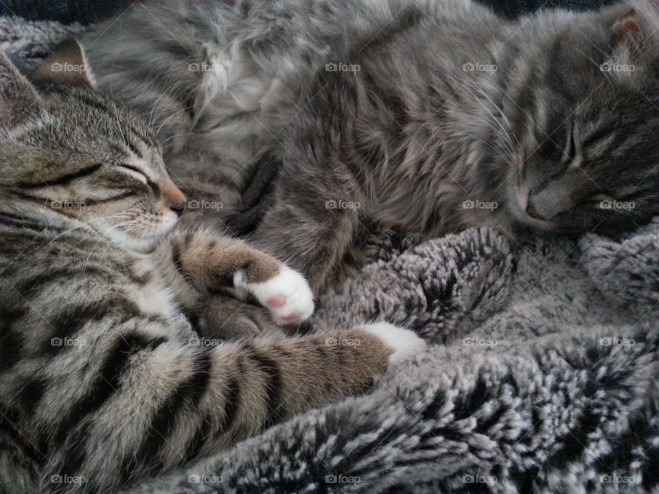 Two of our three cats Leo and Tusse. Both had a rough start living outdoors and not being cared for. We have adopted all cats and they are adorable both to people and to each other. 😻😻😻😻😻