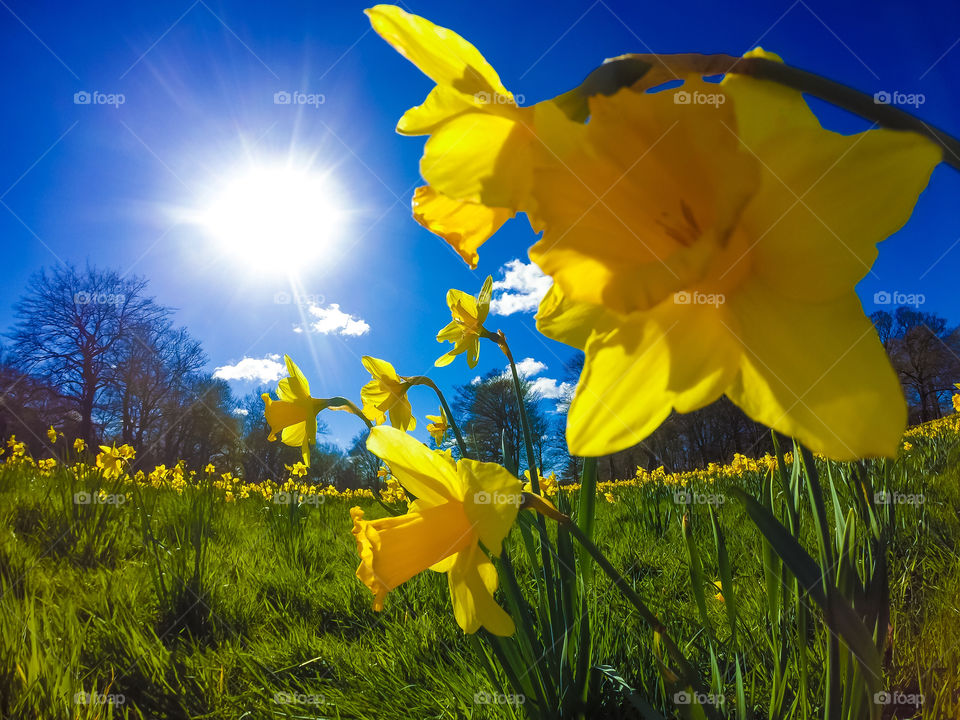 Shining On The Daffodils...x