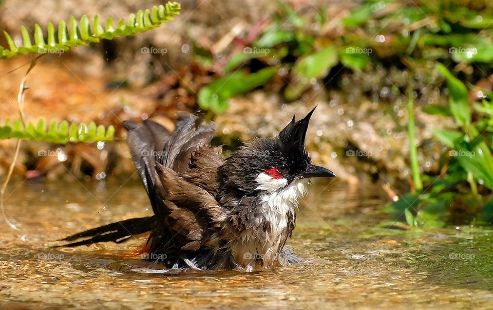 Red-whiskered bulbul