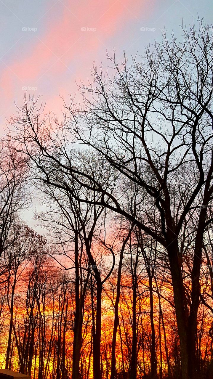 Silhouette of trees during sunset