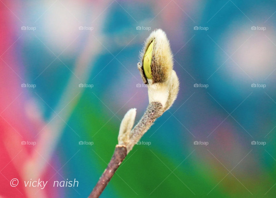 Spring!! A pussy willow bud is just opening under the warming sunny skies. The blurred colourful background is a painted mailbox and provides a beautiful contrast to the delicate emerging bud. ⛅️