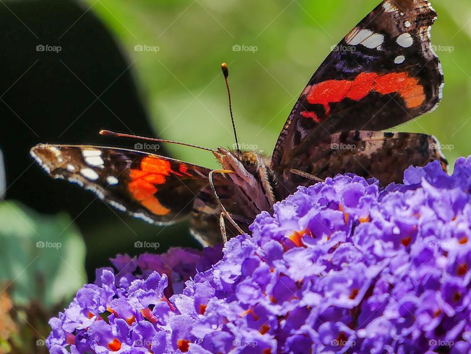 the proboscis takes in plenty of nectar
