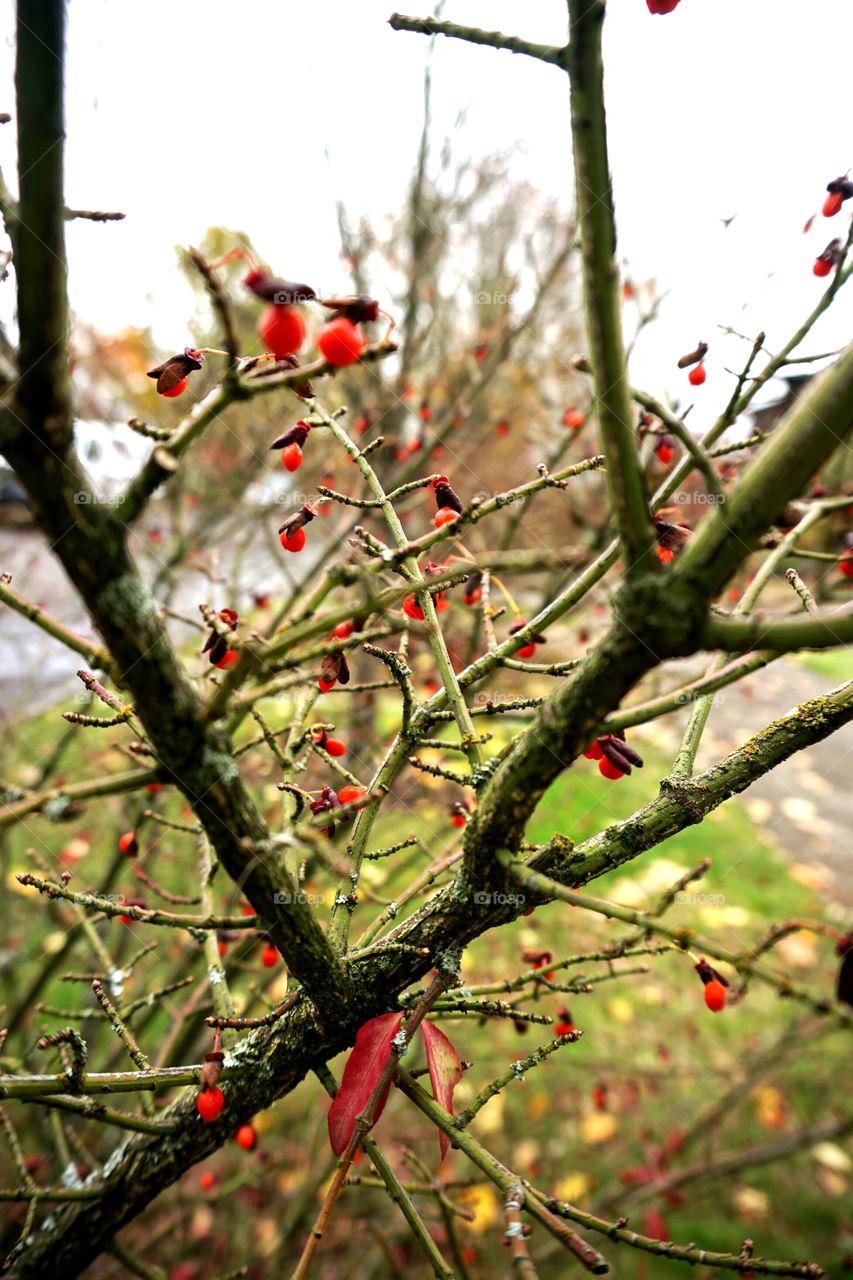 little buds of beauty