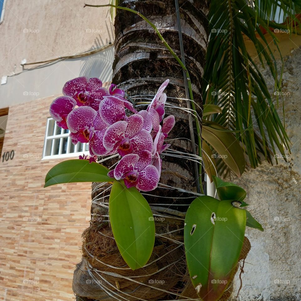 Orquídeas