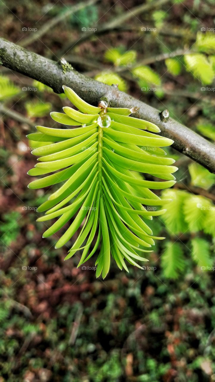 Leaf with rain drop