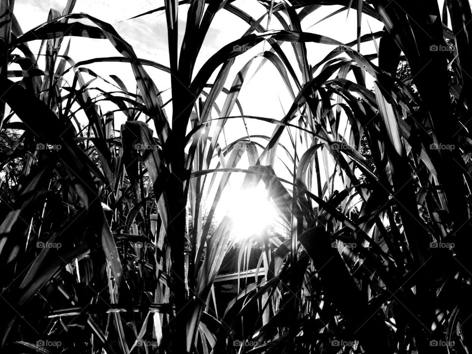 Rice field