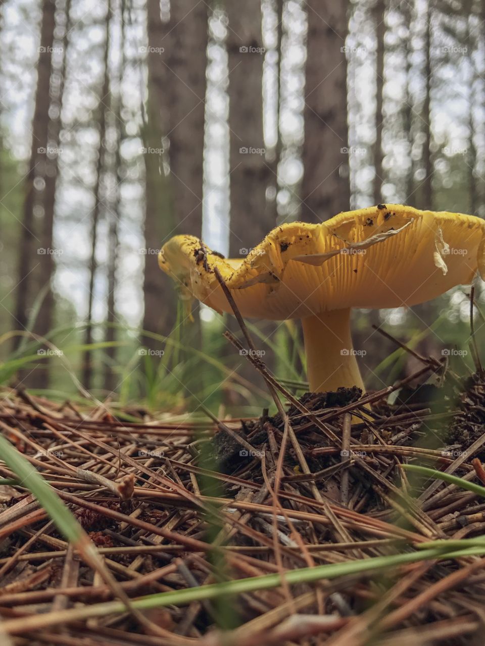 Psychedelic wild mushroom found on nature walk