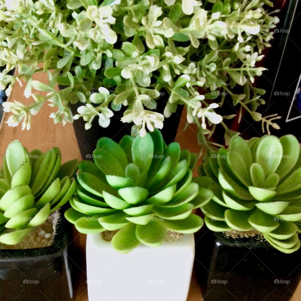 House Plants In Pots

Published by:
HappyBrownMonkey 