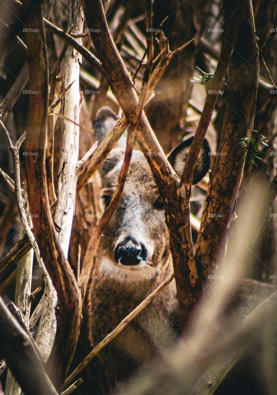 I Spy with my Little Eye