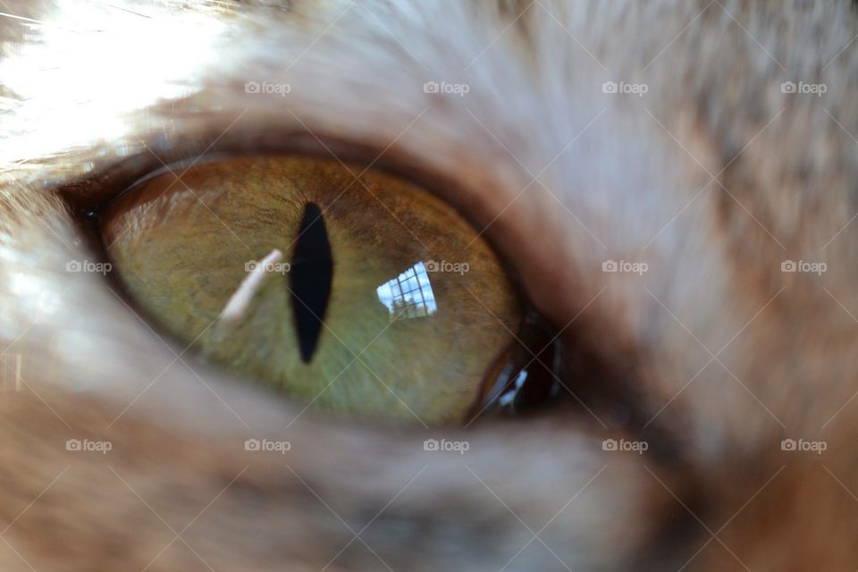 Kitten eye 
