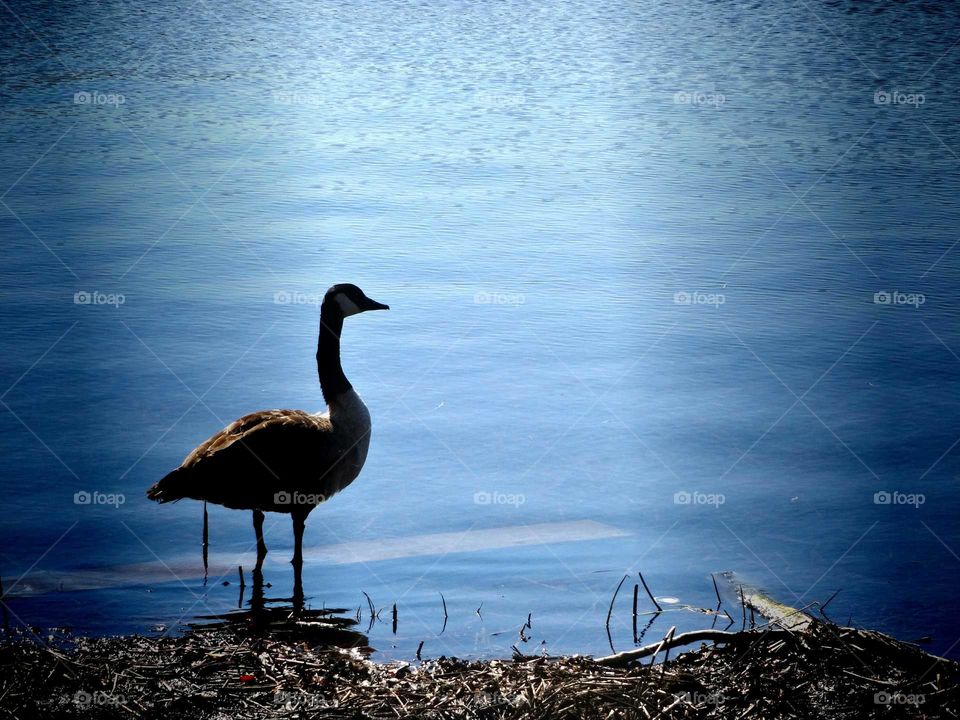 goose in the dark