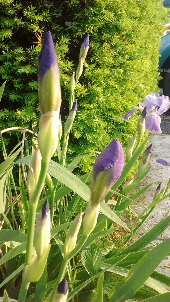 flowers of the iris