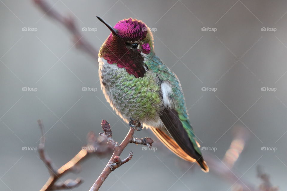 Colourful hummingbird perching on a branch , its colours clashing within , yet making it so beautiful and powerful 