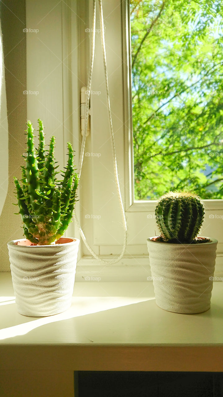 Cactus on a window ledge