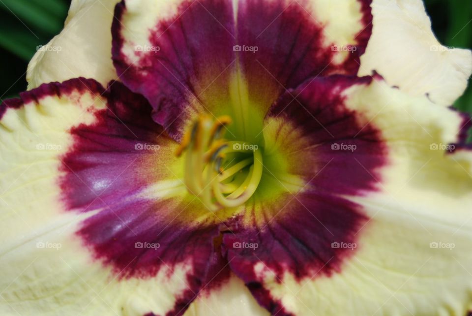 White Daylily with purple center