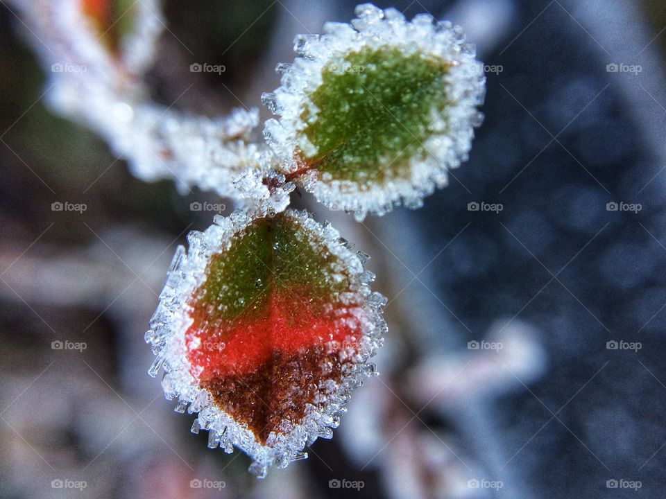 Frosty Morning