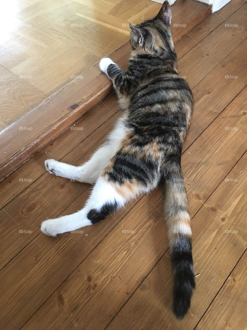 Cat is stretching on the floor relaxing