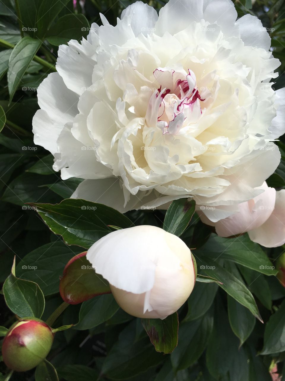 Peony