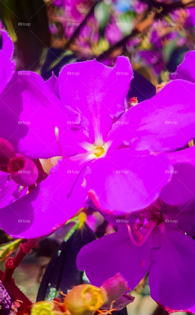 Flower of the tree "manacá-da-serra" (Tibouchina mutabilis) which is pioneer of the Brazilian Atlantic Forest. Other known names are: Cuipeúna, Jacatirão, Flor-de-may, Flor-de-quaresma, Pau-de-flor