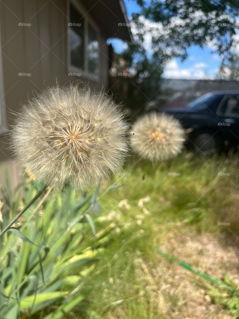 Golden explosion in the high desert