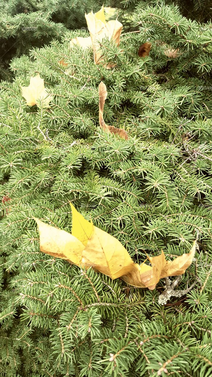 leaves on evergreen bush