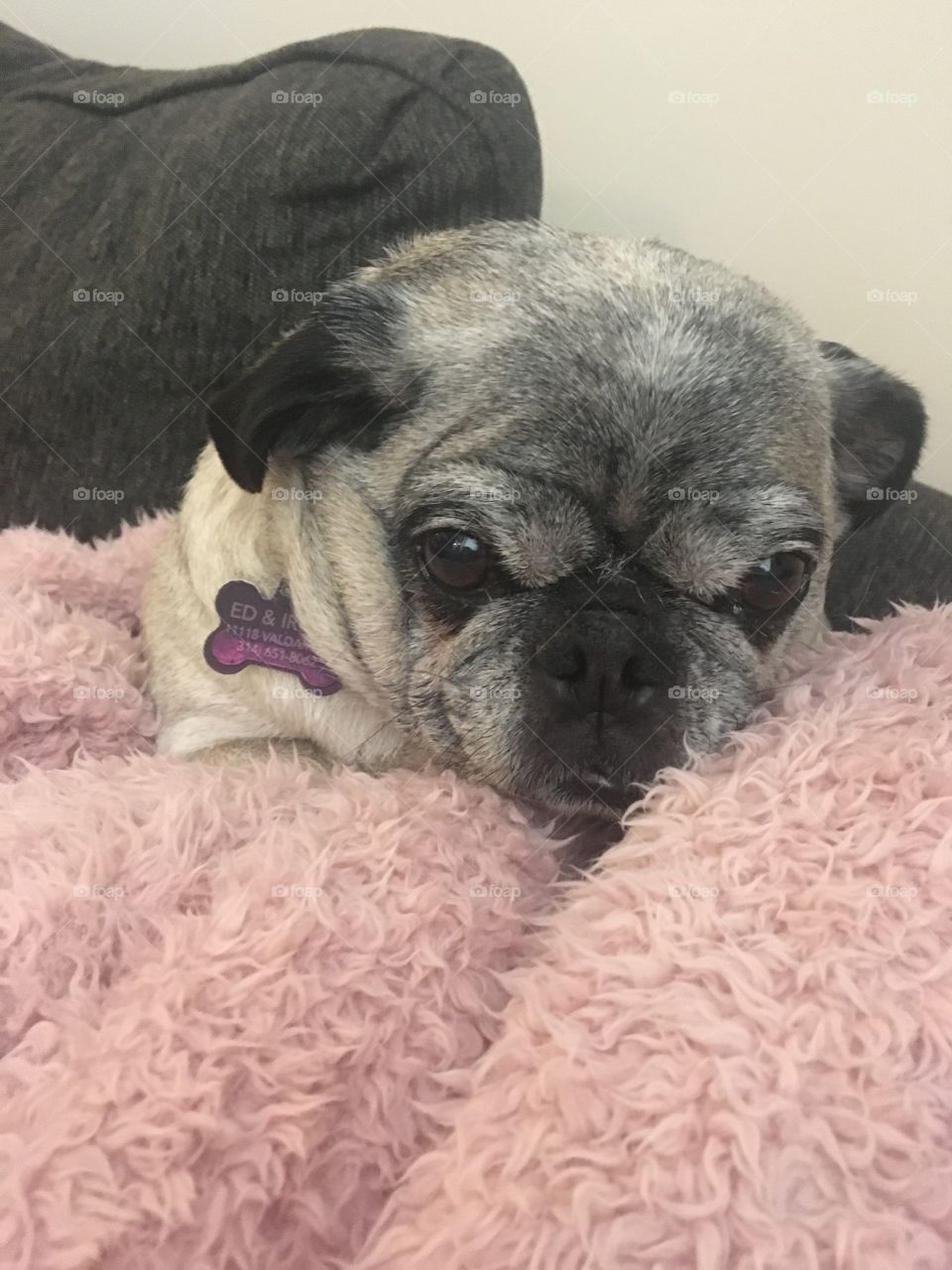 Pug fuzzy blanket funny looking Tag