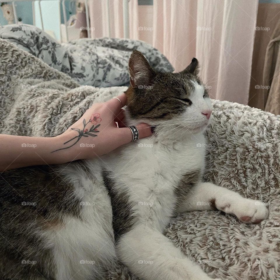 Silver ring on the hand on the background of a cat