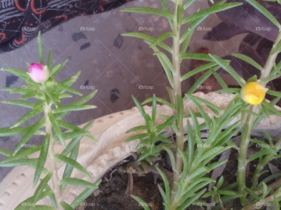 pink nd yellow flowers bud growing up very beautiful generally found everywhere fresh seasonal