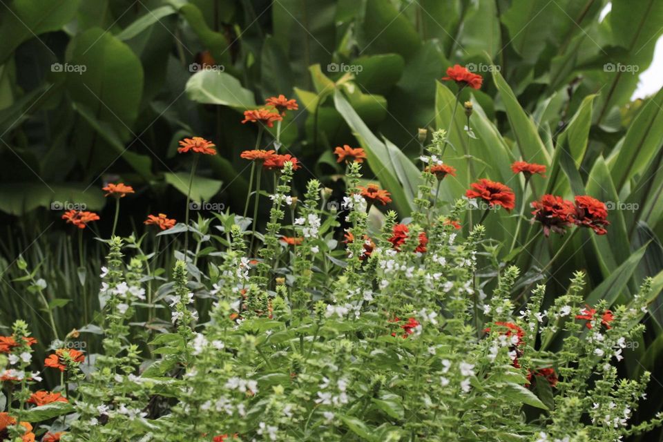 Spring is here! Colorful flowers end butterflies and bees living a sunny day