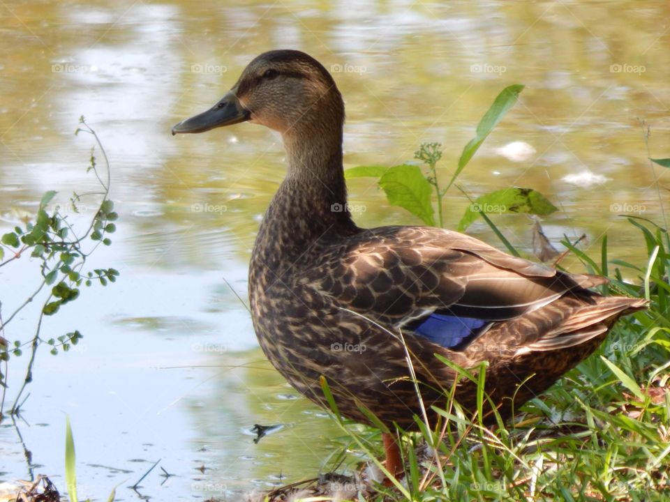 Nature’s Scenery, Duck on the Pond