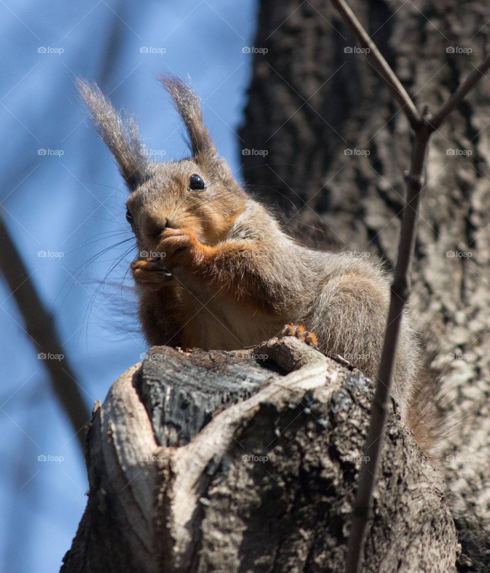 Close-up of a squirrel on tree trunk