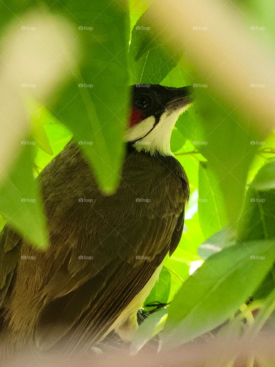 Bulbul bird sitting in her nest