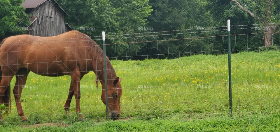 in the countryside is a chestnut horse grazing in the green pasture near the fence with a two story old barn with weathered wood & metal roof is seen behind the horse as are trees